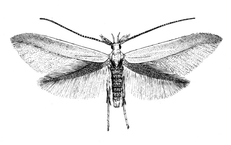Coleophora coronillae (Coleophoridae).